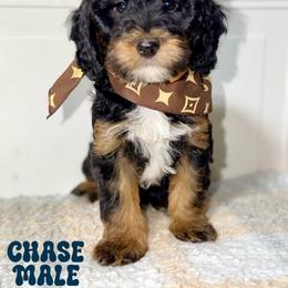 Chase - Tri-color male Australian Labradoodle puppy in Beecher, Illinois from Erica’s Doodles