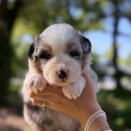 Bunny - Blue merle female Australian Shepherd puppy in Orlando, Florida from Skaky Shepherds