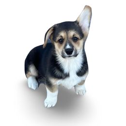 Timmy - Pembroke Welsh Corgi puppy from Colebrooke Farm