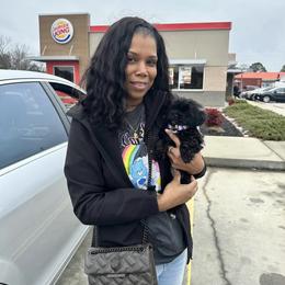 Shihpoo Puppies from Dws_kennelservices