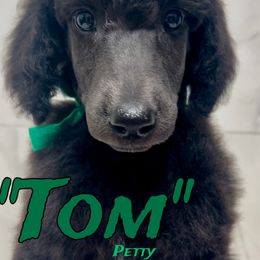 Tom - Poodle puppy from Faksa Standard Poodles