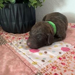 Green - Dark brown female Chesapeake Bay Retriever puppy in Lewiston, Utah from Bellus Chesapeakes