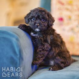 Wish - female Cavapoochon puppy in Mead, Washington from Habibi Bears - Beloved Teddy Bear Puppies
