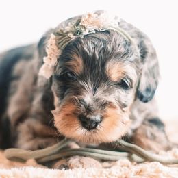 Bernedoodle and Goldendoodle Puppies from Hommel’s Mini Darling Doodles