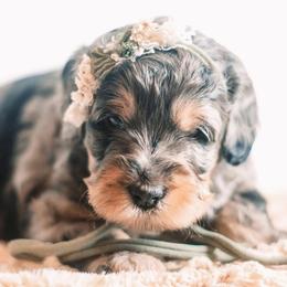 Bernedoodle and Goldendoodle Puppies from Hommel’s Mini Darling Doodles