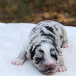 Charlie - Blue merle male Miniature Australian Shepherd puppy in Bauxite, Arkansas from J & B Mini Aussies