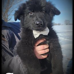 Tony - Black male German Shepherd puppy in Fort Jennings, Ohio from Von Holtzapple German shepherds