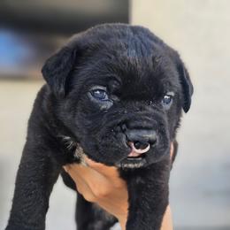 Dark Purple - Black female Cane Corso puppy in Citrus Heights, California from NorCal Guardians