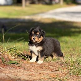Girl 3 - Black tri-color female Australian Shepherd puppy in Argyle, Iowa from Country Time Kennels