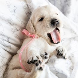 Golden Retriever Puppies from Nicholberry Goldens
