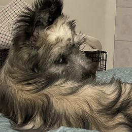 Skye Terrier Puppies from Solana Skye Terriers, Reg.