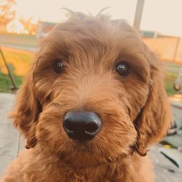 Boy 2 - Red  Goldendoodle puppy in Needville, Texas from Dolly Doodles TX