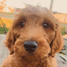 Boy 2 - Red  Goldendoodle puppy in Needville, Texas from Dolly Doodles TX