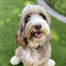 Jazzlyn - Australian Labradoodle