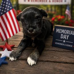 CP Pink AKC Toy - Black and silver female Miniature Schnauzer puppy in Benson, North Carolina from A Bundle of Love