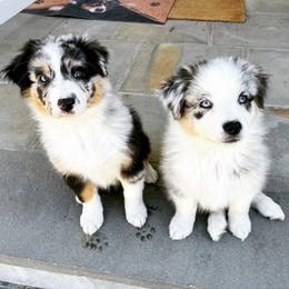 Australian Shepherd Puppies from Highland Haven Australian Shepherds