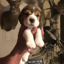 Beagle Puppies from Long Creek Beagles