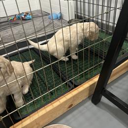Golden Retriever Puppies from Royal Golden's