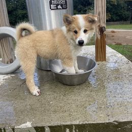 Icelandic Sheepdog Puppies from Windswept Icelandic Sheepdogs