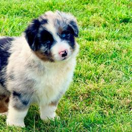 Cinder - Blue merle male Australian Shepherd puppy in Mineral Wells, Texas from A6 Australian Shepards