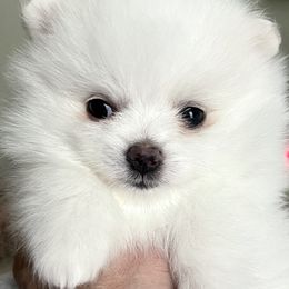Lilly - White female Pomeranian puppy in Pavilion, New York from Calverton Pomeranians