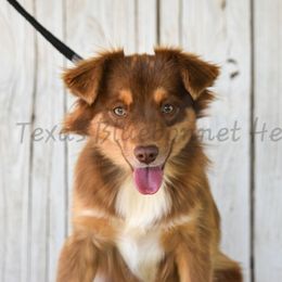 Butterscotch - Miniature American Shepherd