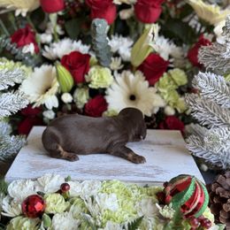 Chocolate and tan short hair - Chocolate and tan female Dachshund puppy in Wills Point, Texas from East Mini Dachshunds Texas