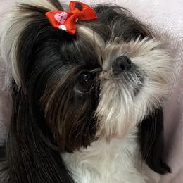 Harper - Shih Tzu