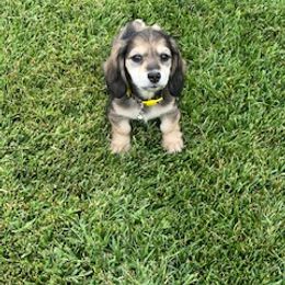 Dachshund Puppies from M & M Breeding