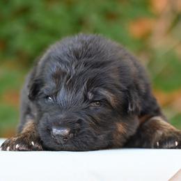 Fred - Black and red male German Shepherd puppy in Nacogdoches, Texas from Vom Hausgladfel