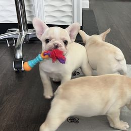 French Bulldog Puppies from Ranch Royale