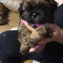 Rex - Black and tan male Shih Tzu puppy in Peoria, Arizona from Shihtzucircusaz