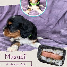 Musubi - Tri-color male Cavalier King Charles Spaniel puppy in Kapaa, Hawaii from Hanai Cavaliers