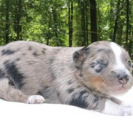 Lilo - Blue merle female Australian Shepherd puppy in Macon, Georgia from Shaina’s Shepherds