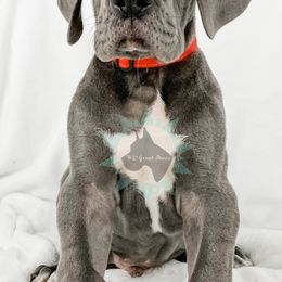 Dachshund, Great Dane, and Yorkshire Terrier Puppies from WZ Kennels