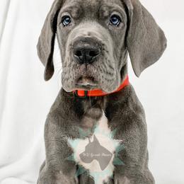 Dachshund, Great Dane, and Yorkshire Terrier Puppies from WZ Kennels