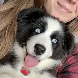 Gracie - Australian Shepherd
