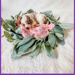 Pearl - Chocolate merle female Bernedoodle puppy in Lake City, Florida from 224 Doodles and Poodles