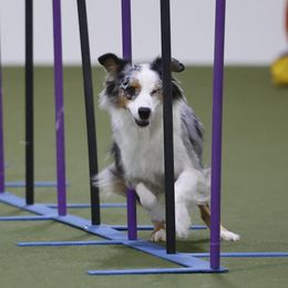 Bay - Australian Shepherd