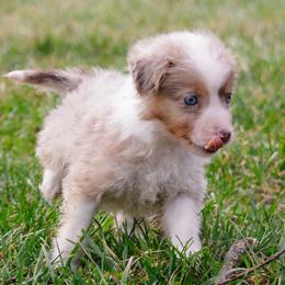SUNNY - Red merle male Miniature Australian Shepherd puppy in Sacramento, California from Bline's Awesome Aussies CA