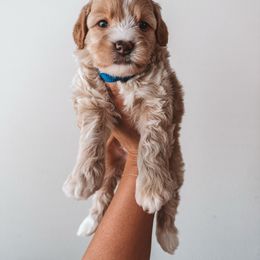 Blueberry Pie (Blue Collar) - Red  male Goldendoodle puppy in Beaverton, Oregon from Henry Elliots