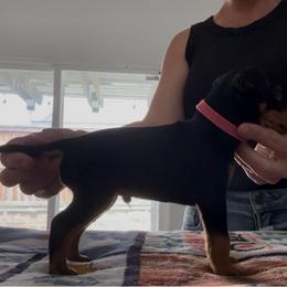 Pink Collar - Black and tan male Manchester Terrier puppy in Wildomar, California from Goldline Manchester Terriers