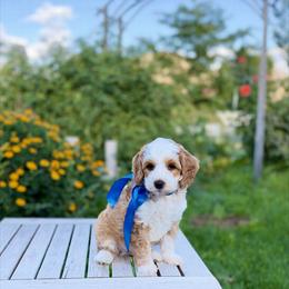 Friday Micro Mini 10-15 lbs - Apricot male Goldendoodle puppy in Mapleton, Utah from Natural Doodle Life