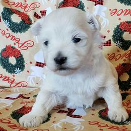 Clarice - Cream female Maltipoo puppy in Cabool, Missouri from Long View Family Maltipoos