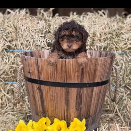 Poppy - Chocolate female Cavapoo puppy in Bozrah, Connecticut from Cedar Creek Farm