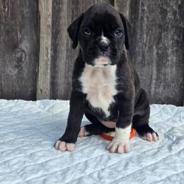 Nova - Brindle female Boxer puppy in Preston, Maryland from Katie's Pups
