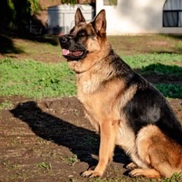 German Shepherds from Lakeside Shepherds