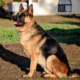 German Shepherds from Lakeside Shepherds
