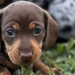 Dachshunds from Shining P Pets