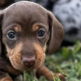 Dachshunds from Shining P Pets